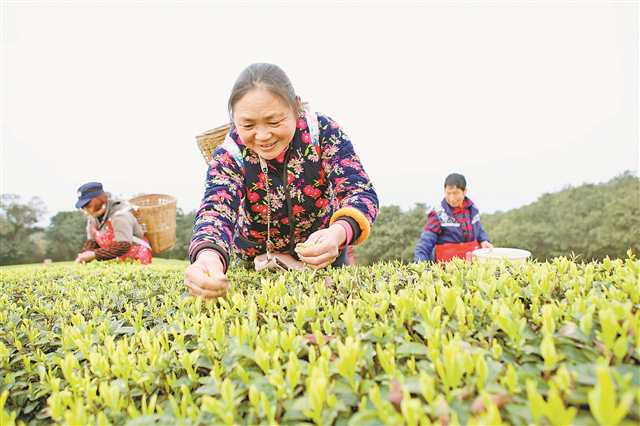 品牌强农 擦亮金字招牌，引领重庆农产品突破价值洼地