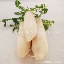 厦门市英之盛农产品公司根菜类产品列表