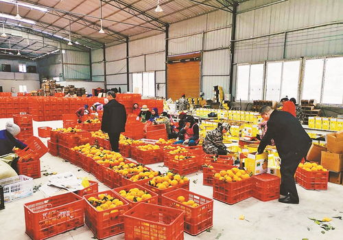 既保市民“菜篮子”，又保农民“钱袋子”——重庆合力破解农产品出村难