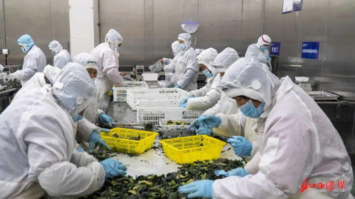 南通美味登《远方的家》 央视镜头下的农产品新名片